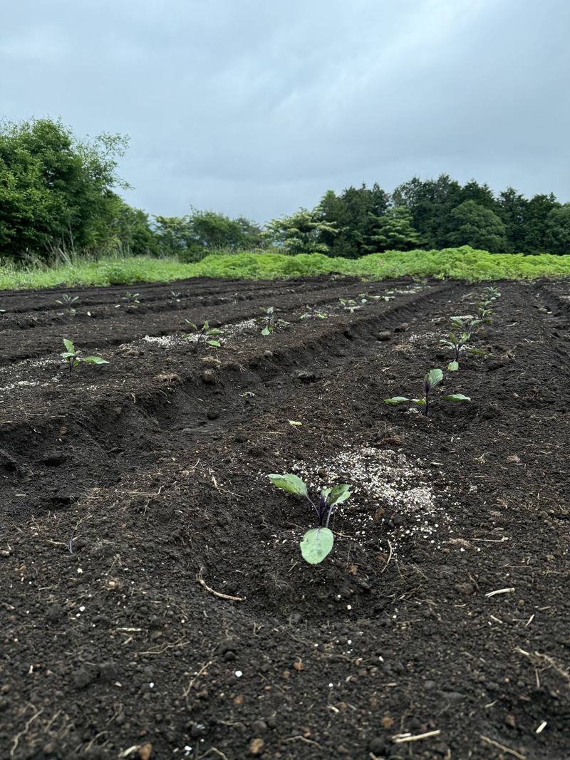 畝に植え付けたばかりの茄子の苗が並ぶ畑